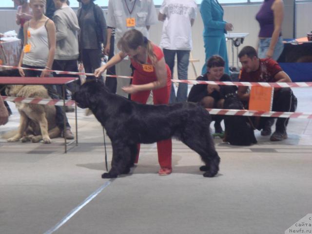 Фото: ньюфаундленд Арх Бьюти От Чары Первая (Arh Beauty Ot Chary Pervaya), Валерия Бражникова