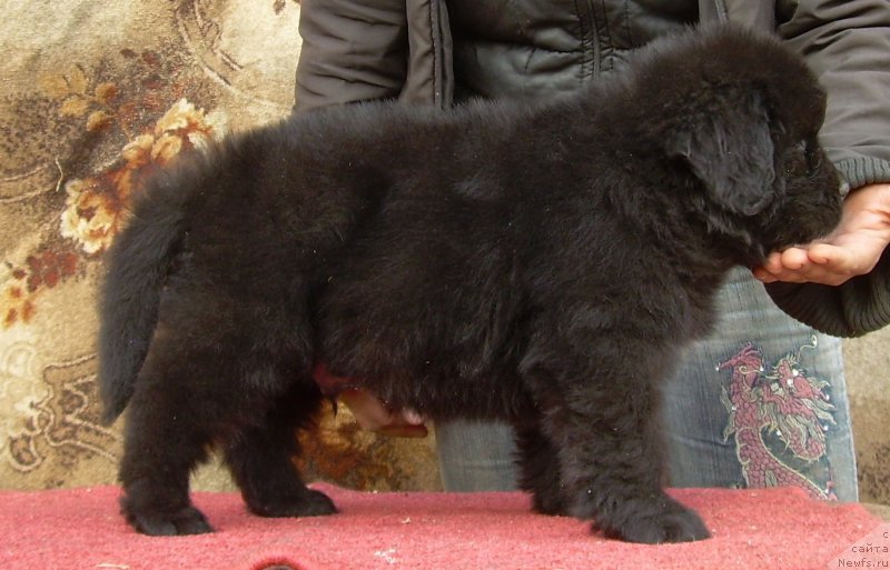 Фото: ньюфаундленд Velyke Malyatko Zholud' Nadij