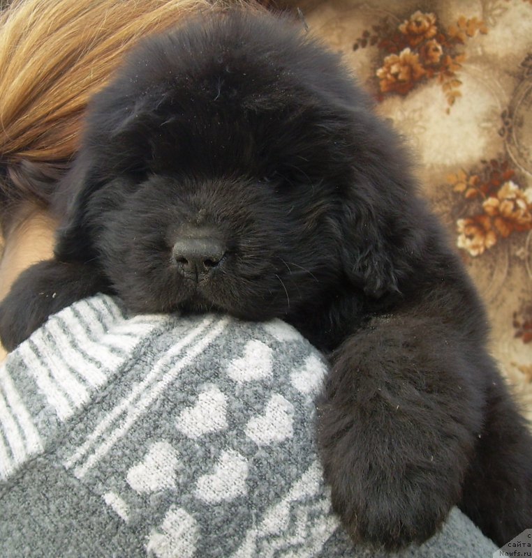 Фото: ньюфаундленд Velyke Malyatko Zholud' Nadij