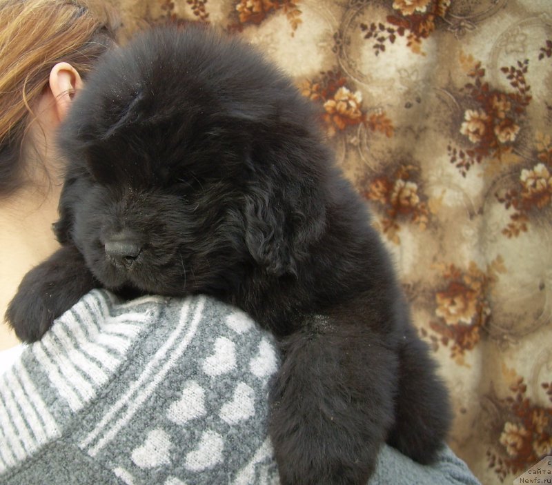 Фото: ньюфаундленд Velyke Malyatko Zholud' Nadij