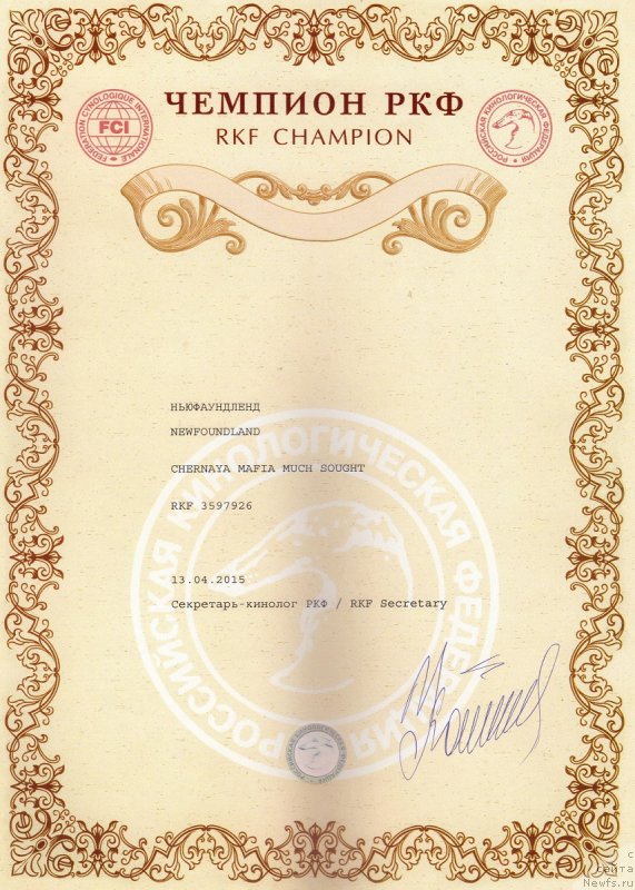 Фото: ньюфаундленд Черная Мафия Муч Соугхт (Chernaya Mafia Much Sought)