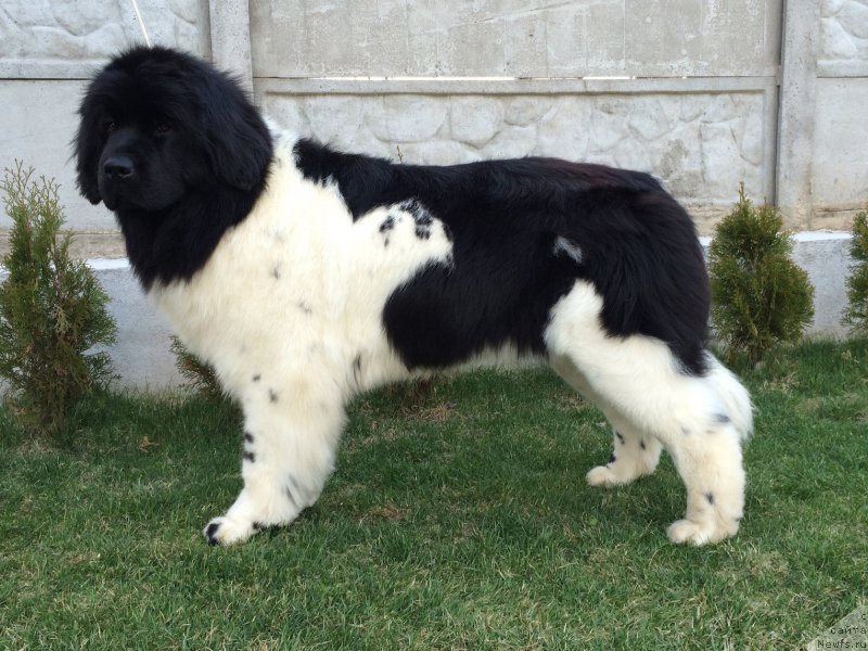 Фото: ньюфаундленд Аквиан Сонг Монтана