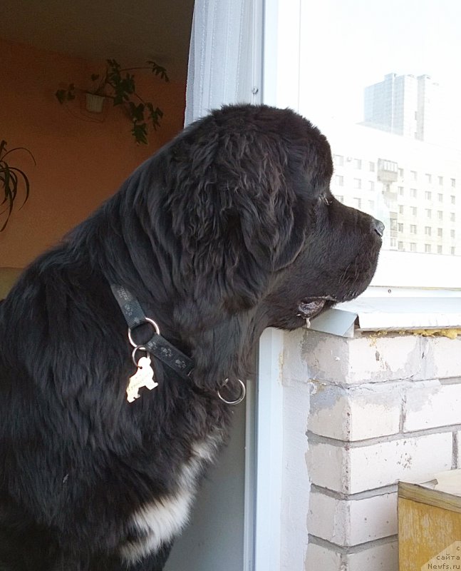 Фото: ньюфаундленд Бегущая по Волнам Чарт Топпер (Beguschaya po Volnam Сhart Topper)