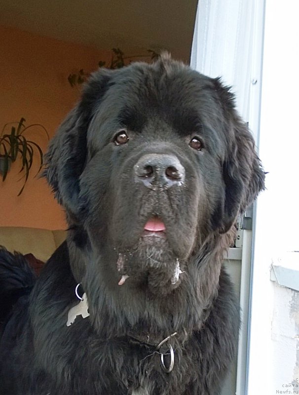 Фото: ньюфаундленд Бегущая по Волнам Чарт Топпер (Beguschaya po Volnam Сhart Topper)