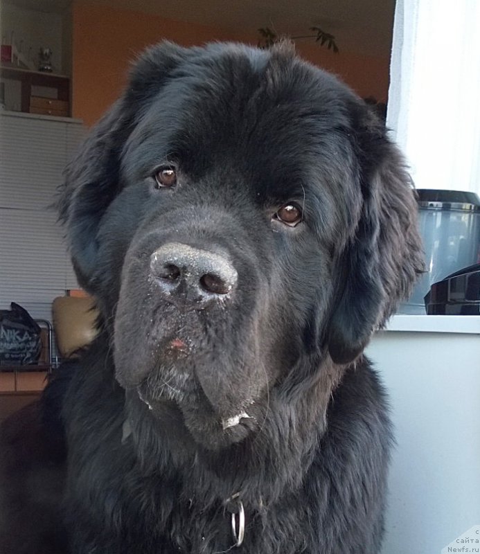 Фото: ньюфаундленд Бегущая по Волнам Чарт Топпер (Beguschaya po Volnam Сhart Topper)