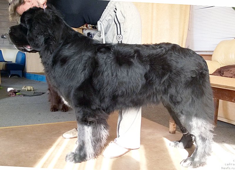 Фото: ньюфаундленд Бегущая по Волнам Чарт Топпер (Beguschaya po Volnam Сhart Topper)