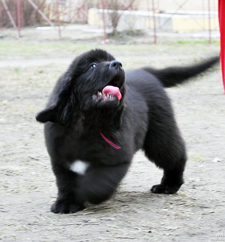 Фотография № 179447