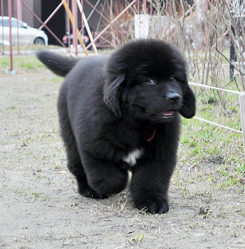 Фотография № 179448