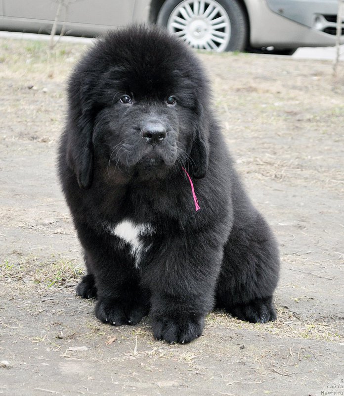 Фотография № 179450