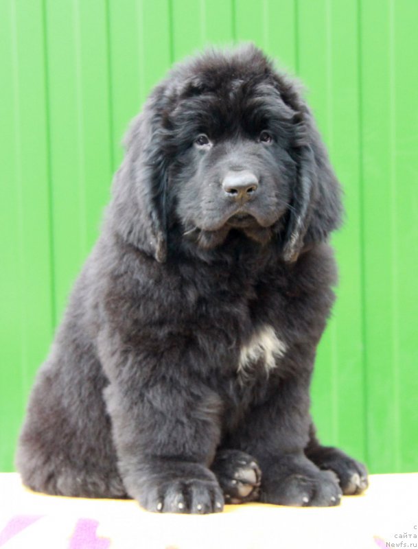 Фото: ньюфаундленд Аквиан Сонг Перформанс