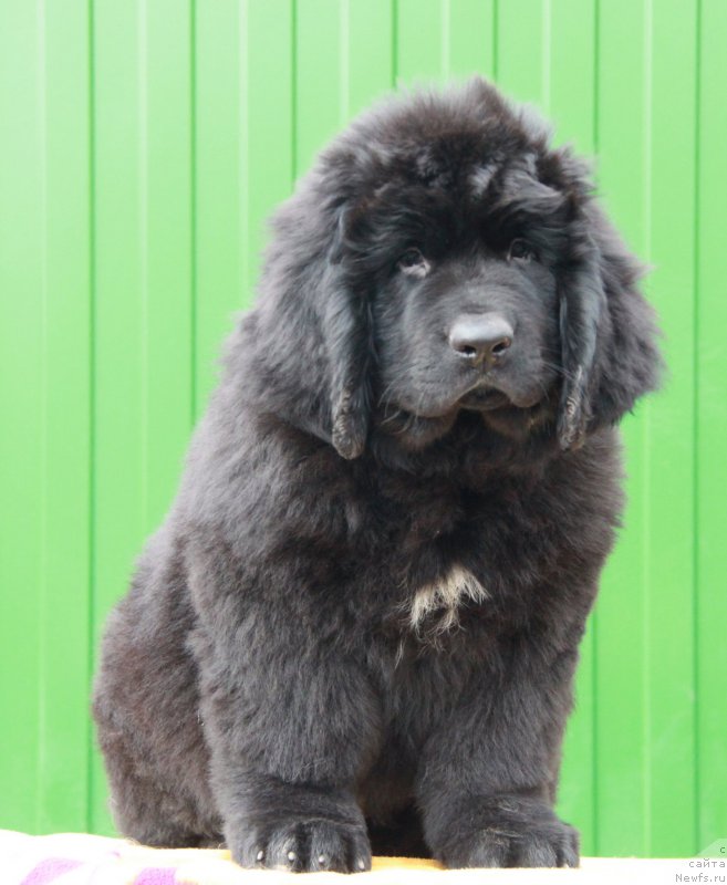 Фото: ньюфаундленд Аквиан Сонг Перформанс