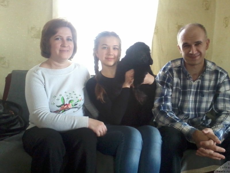 Фото: ньюфаундленд Черный Балу Елисей