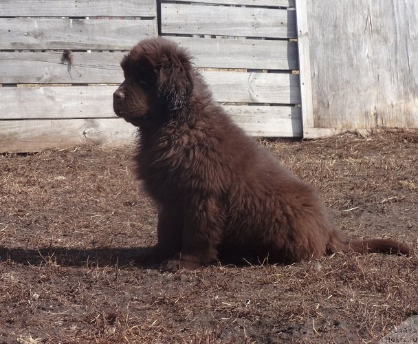 Фото: ньюфаундленд Ньюфорт Весна Любви