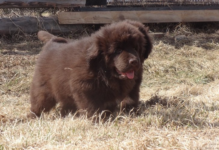 Фото: ньюфаундленд Ньюфорт Весна Любви