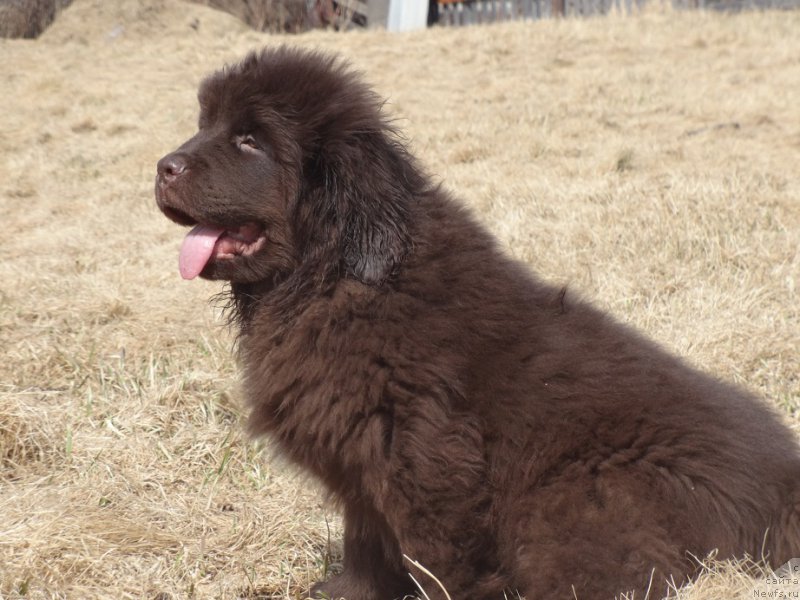 Фото: ньюфаундленд Ньюфорт Весна Любви