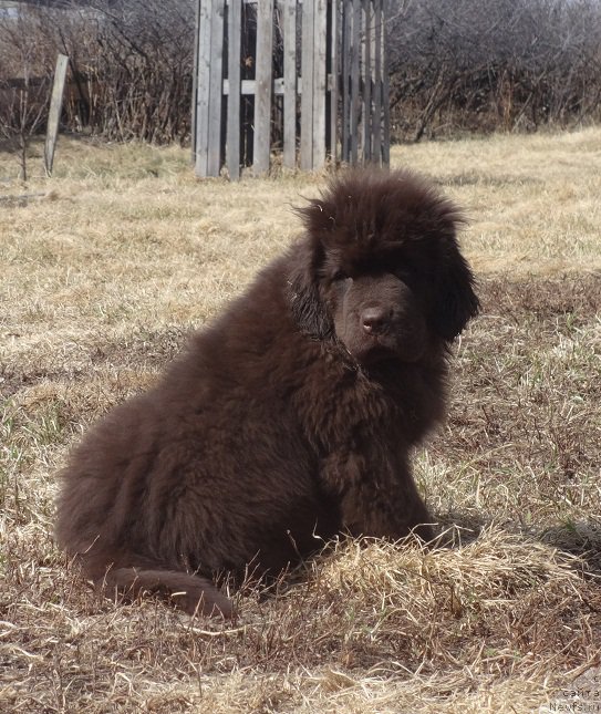 Фото: ньюфаундленд Ньюфорт Весна Любви