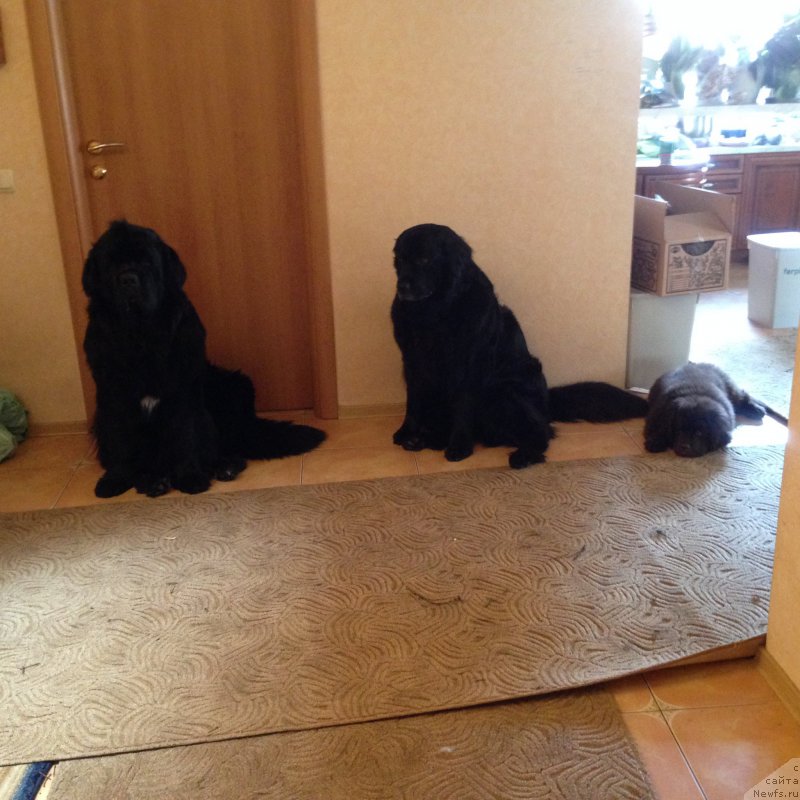 Фото: ньюфаундленд Бонни Флайт, ньюфаундленд Рестайлинг Фром Шипмэн, ньюфаундленд Ньюфорт Васаби