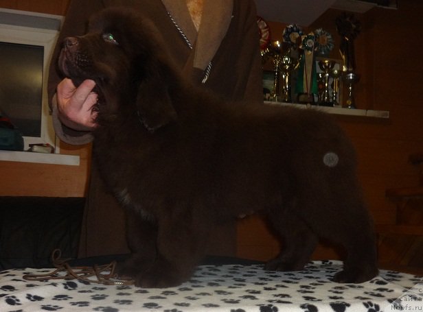 Фото: ньюфаундленд Ньюфорт Весна Любви