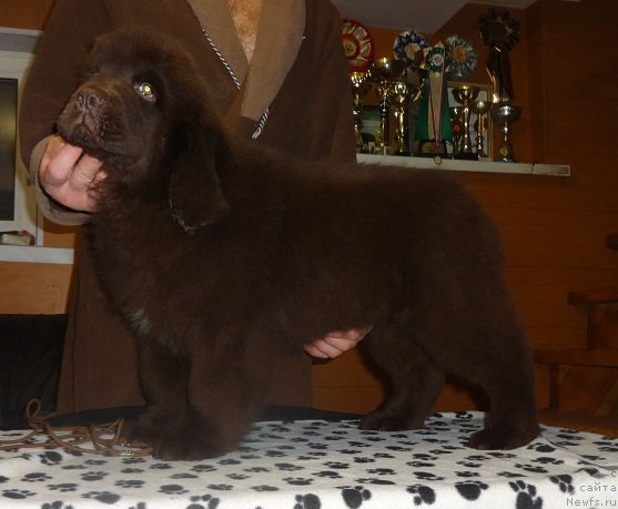 Фото: ньюфаундленд Ньюфорт Весна Любви