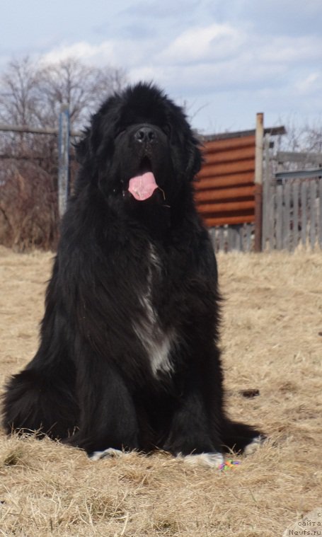 Фото: ньюфаундленд Promise To Love Midnight Bear