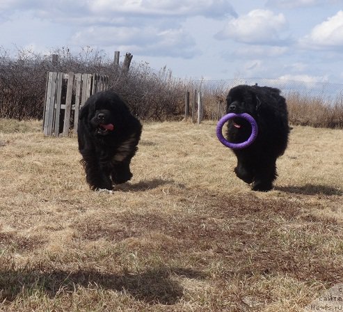 Фото: ньюфаундленд Акватория Келвин Адреналин Браун, ньюфаундленд Promise To Love Midnight Bear