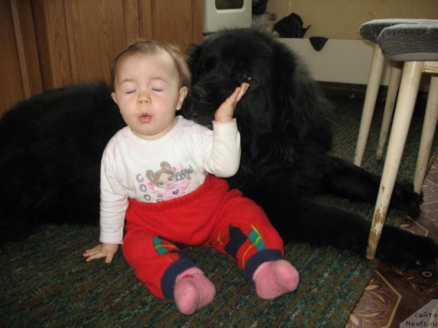 Фото: ньюфаундленд Хамэни из Медвежьего яра, маленькая хозяйка