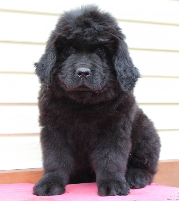 Фото: ньюфаундленд Цезарь Победитель
