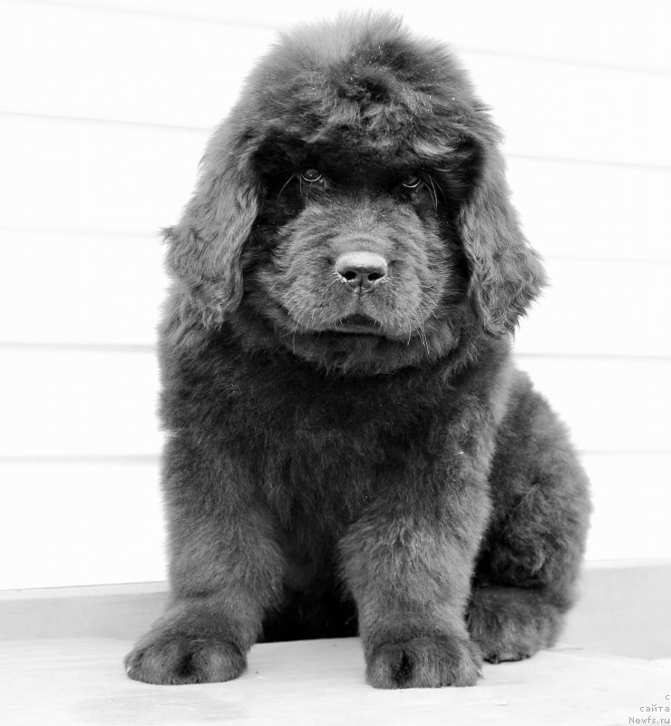 Фото: ньюфаундленд Цезарь Победитель
