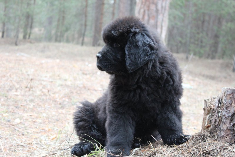 Фото: ньюфаундленд Цезарь Победитель