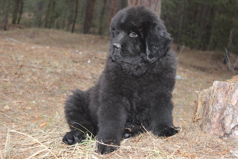 Фото: ньюфаундленд Цезарь Победитель