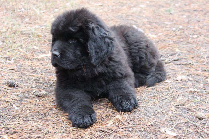 Фото: ньюфаундленд Цезарь Победитель