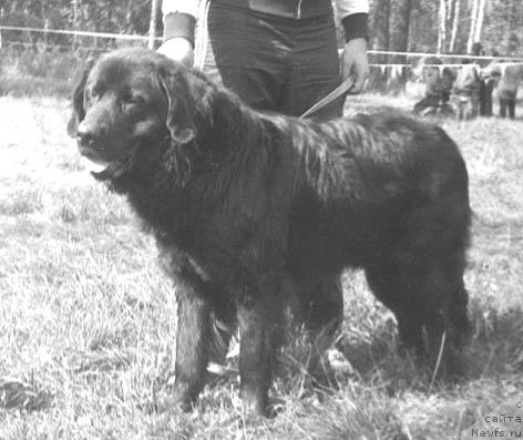 Фото: ньюфаундленд Мергю Фалун