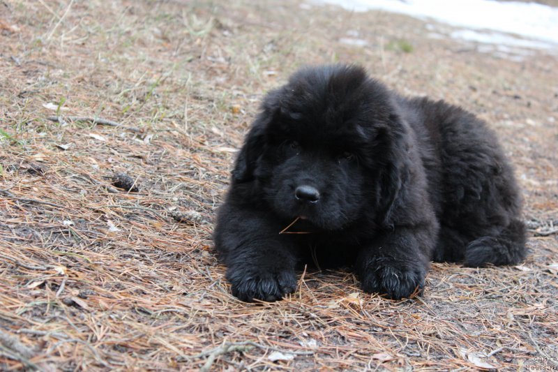 Фото: ньюфаундленд Цезарь Победитель