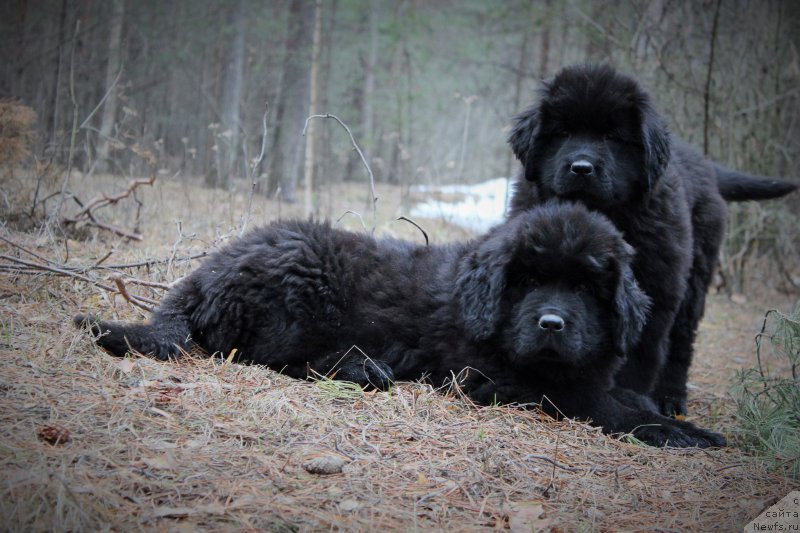 Фото: ньюфаундленд Цезарь Победитель, ньюфаундленд Цея Шик