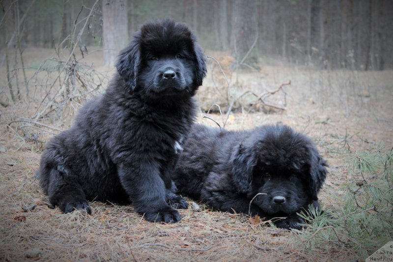 Фото: ньюфаундленд Цея Шик, ньюфаундленд Цезарь Победитель