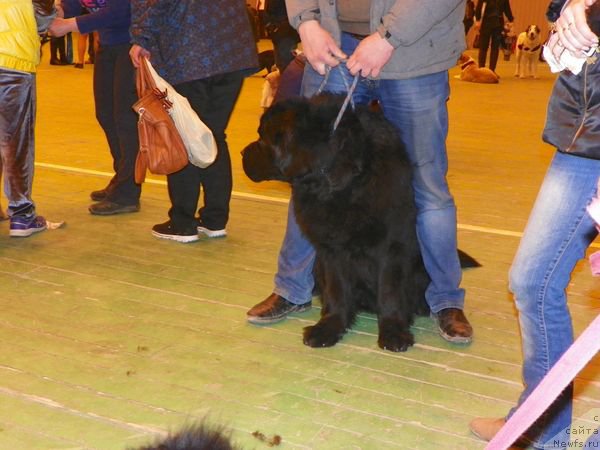 Фото: ньюфаундленд Дар Свезы Сии Энд Эдмире