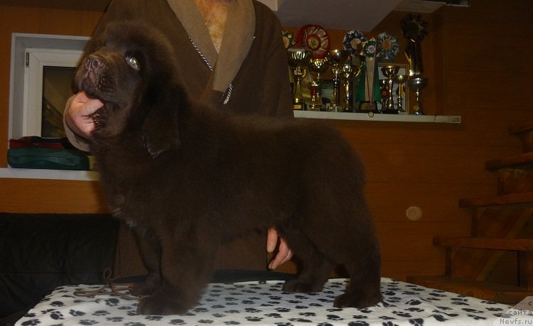 Фото: ньюфаундленд Ньюфорт Весна Любви