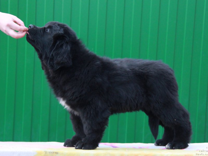 Фото: ньюфаундленд Аквиан Сонг Прекрасная Маркиза