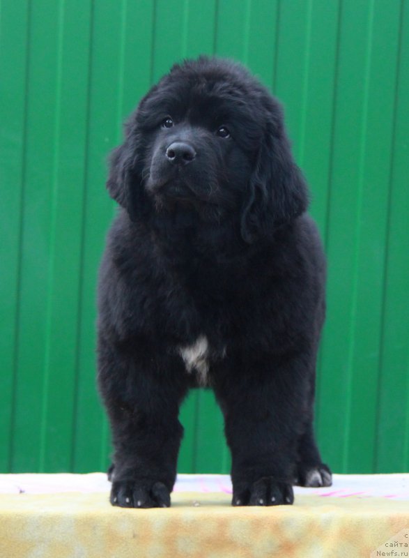 Фото: ньюфаундленд Аквиан Сонг Прекрасная Маркиза