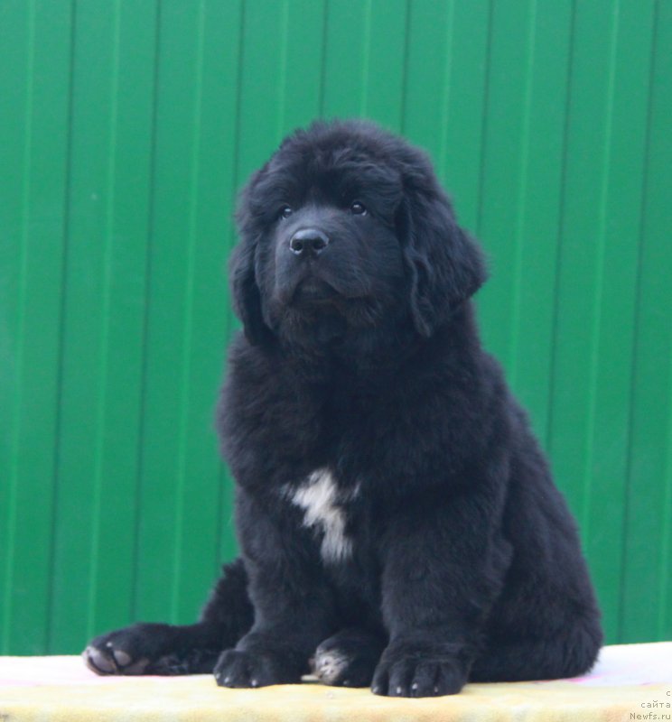 Фото: ньюфаундленд Аквиан Сонг Прекрасная Маркиза