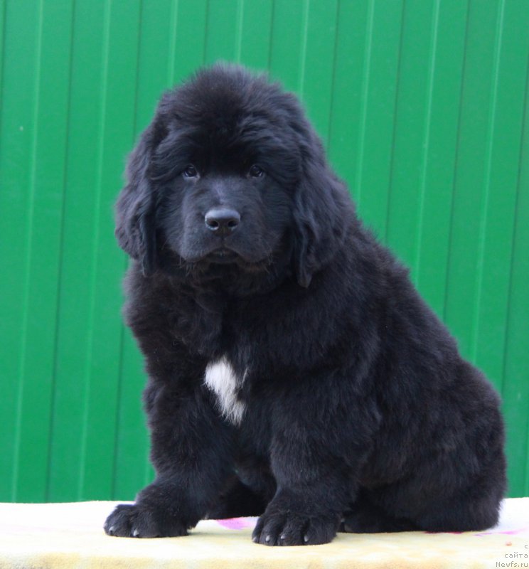 Фото: ньюфаундленд Аквиан Сонг Прекрасная Маркиза