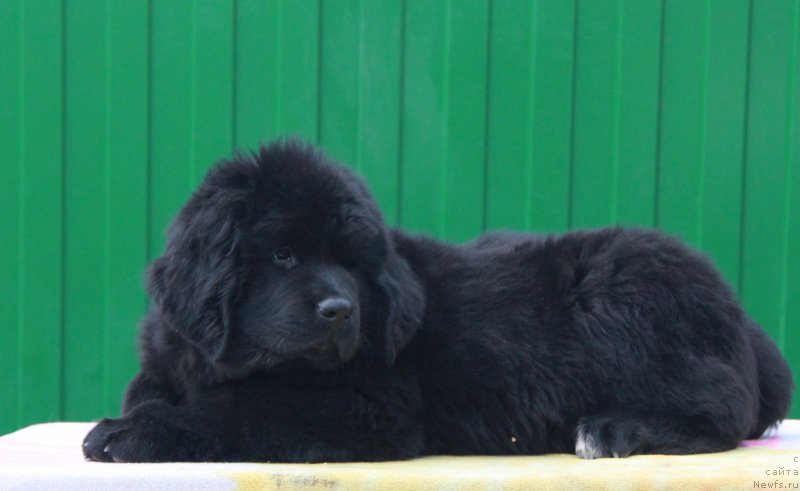 Фото: ньюфаундленд Аквиан Сонг Прекрасная Маркиза