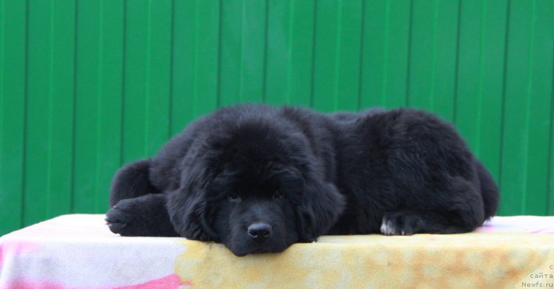 Фото: ньюфаундленд Аквиан Сонг Прекрасная Маркиза