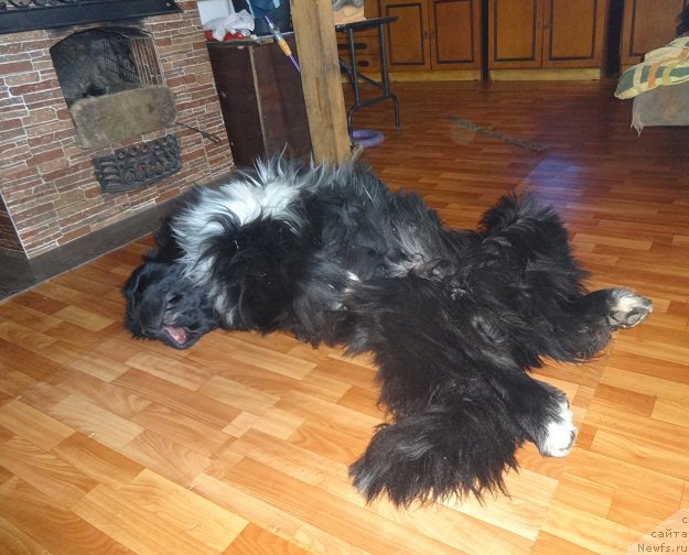 Фото: ньюфаундленд Promise To Love Midnight Bear