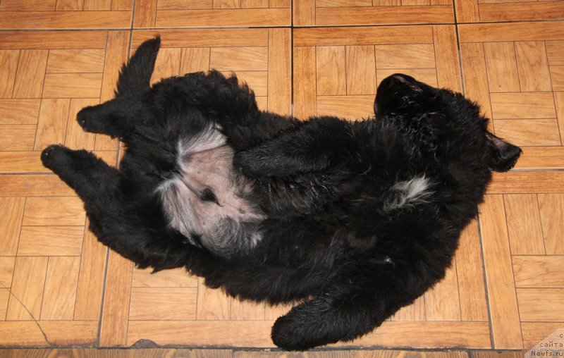 Фото: ньюфаундленд Аквиан Сонг Перформанс