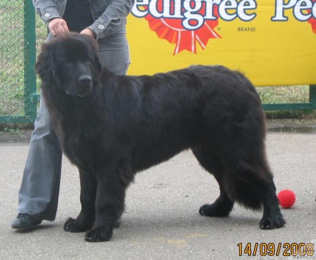 Фото: ньюфаундленд Акватория Келвин Заветная Мечта (Aquatoriya Kelvin Zavetnaya Mechta)