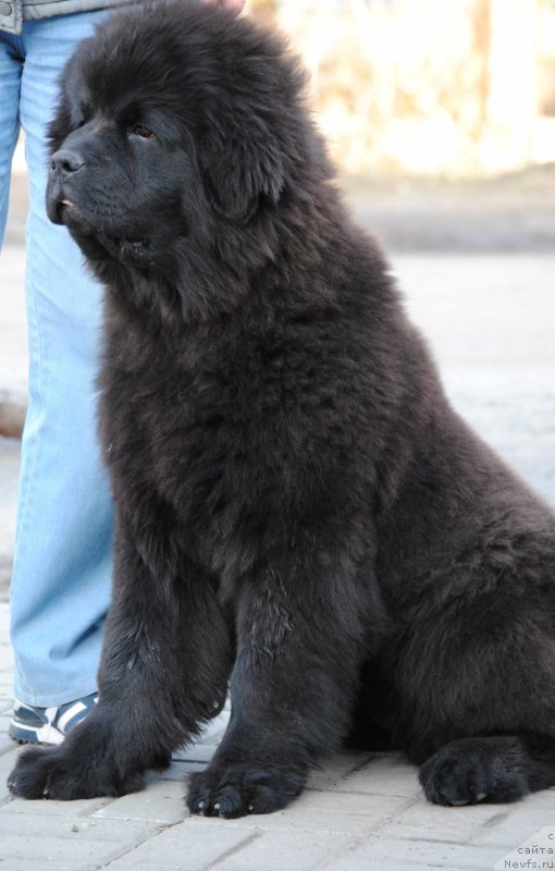 Фотография № 179576