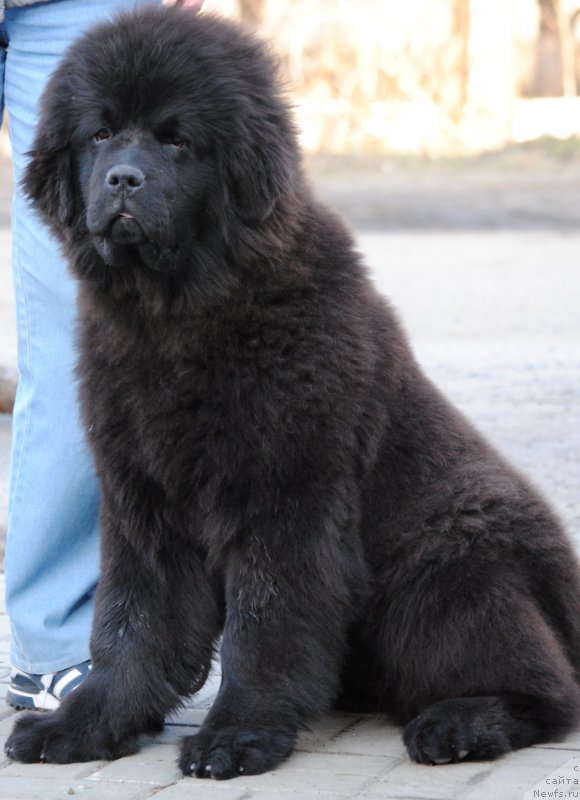 Фото: ньюфаундленд Моя Стихия Императрица Мария