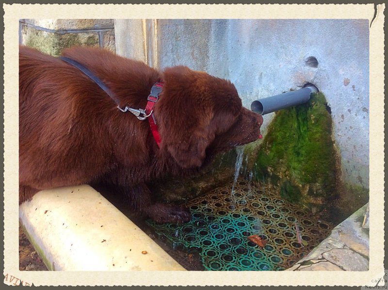 Фото: ньюфаундленд Браунблад МСК Хэппи Тедди (Brownblood MSK Happy Teddy)