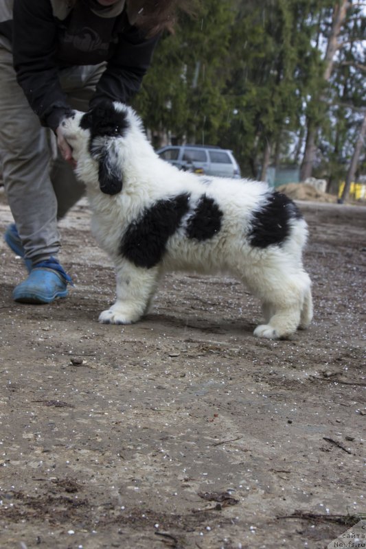 Фото: ньюфаундленд Генри Король фром Рашн Беар (Genri Korol From Russia Bear)